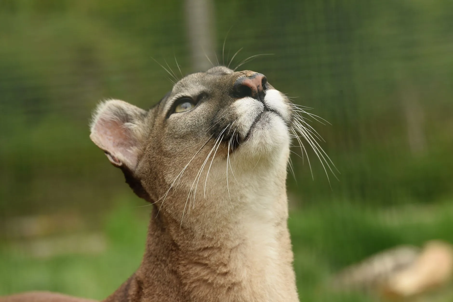 A presença de pumas transforma ecossistema em reserva na Califórnia
