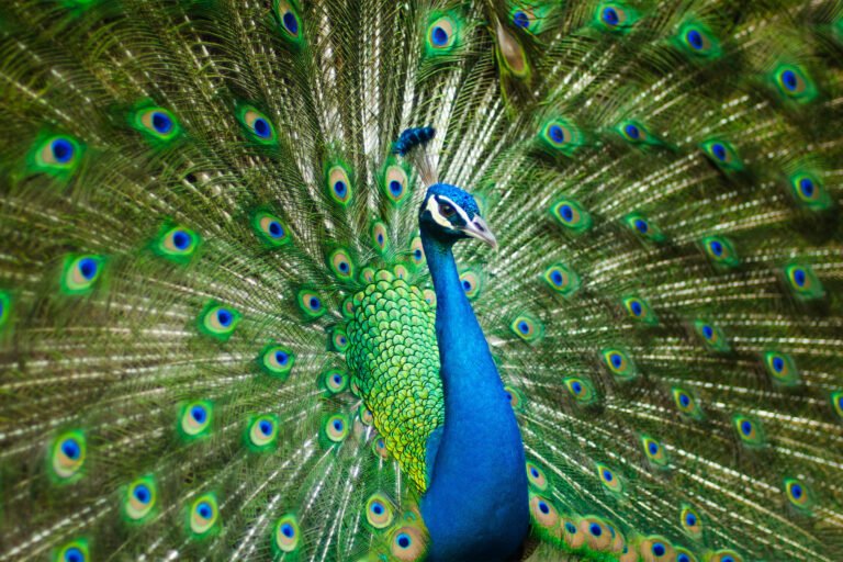 Bangladesh prepara reintrodução de pavões ao habitat natural após extinção