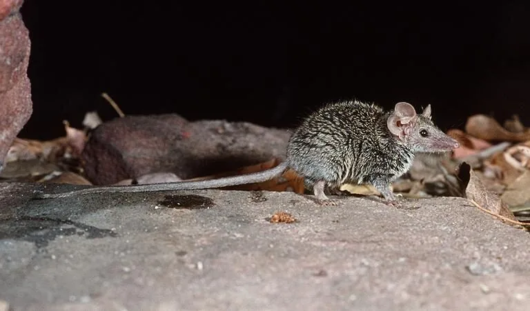 Tiny new marsupial species, not seen in two decades, confirmed from museum specimens