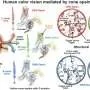 Descoberta revela os segredos de como percebemos cores em nível molecular