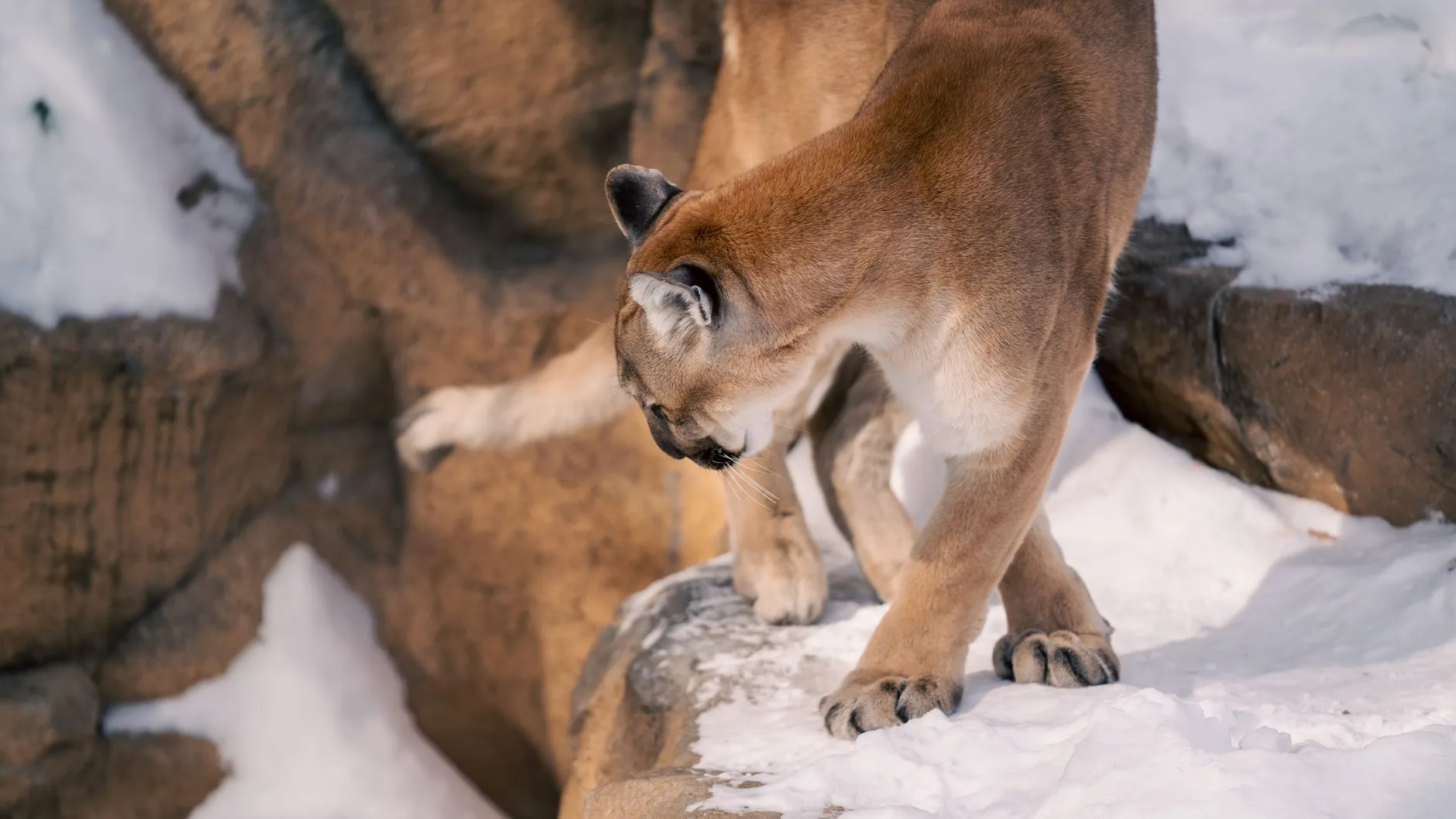 A presença de pumas transforma ecossistema em reserva na Califórnia