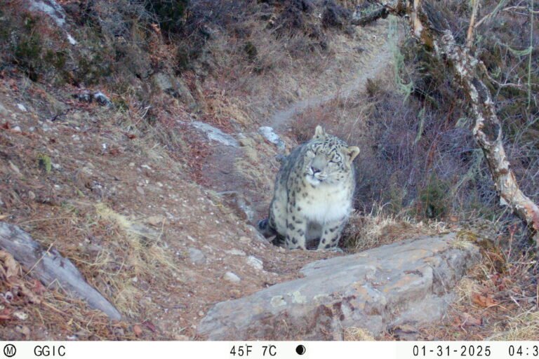 Estudo revela como leopardos e lobos convivem no Vale do Himalaia
