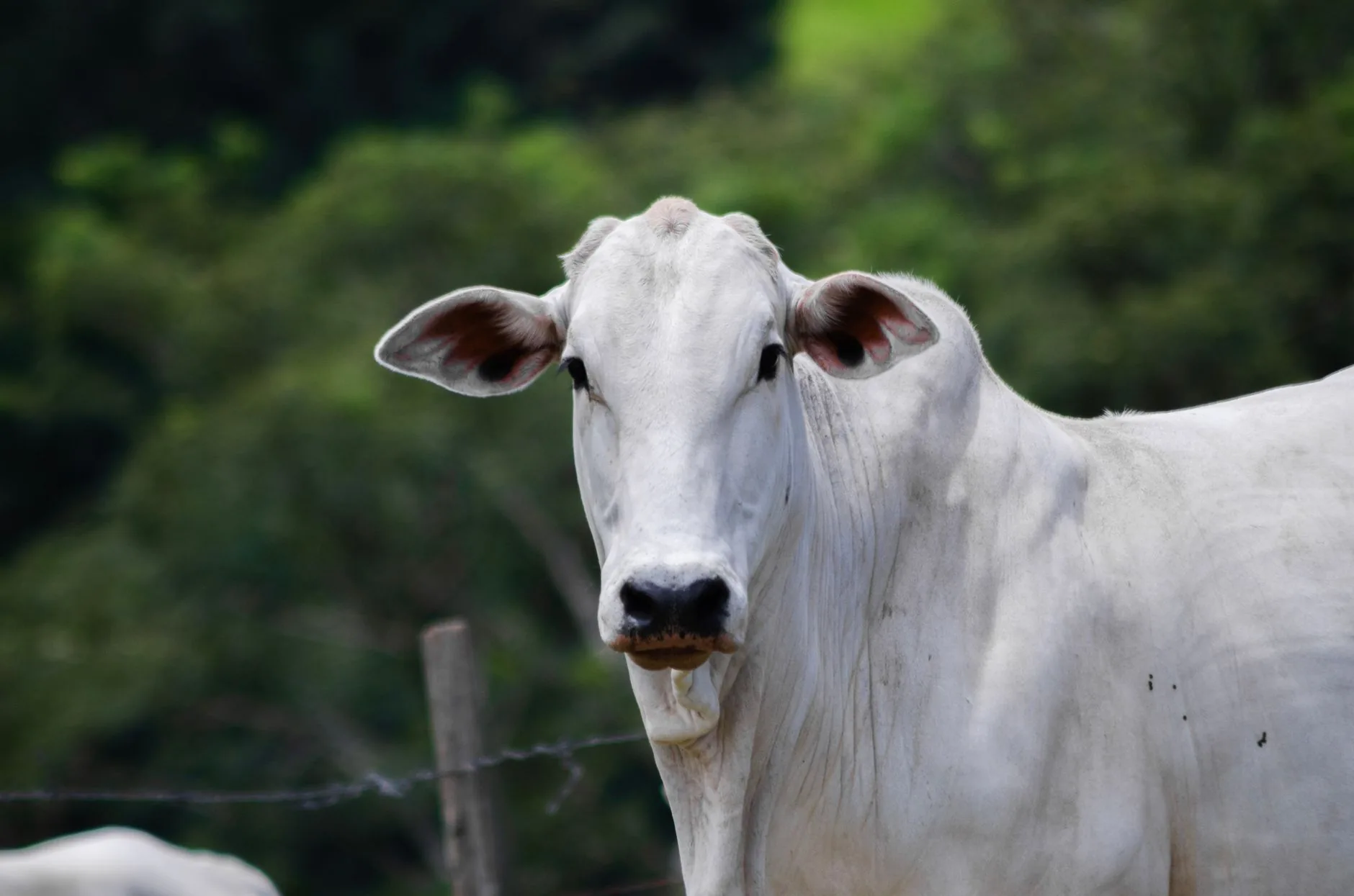 Brasil estabelece novo protocolo para exportação de carne bovina à União Europeia