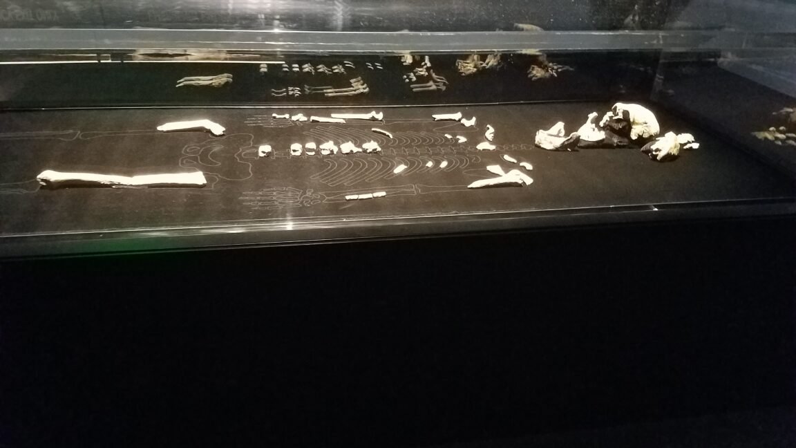 Todos os fósseis de Homo naledi encontrados são femininos e suas implicações são intrigantes