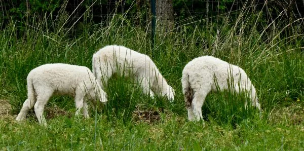 Ovelha em Rancho Queimado dá à luz trigêmeos, um evento raro na ovinocultura