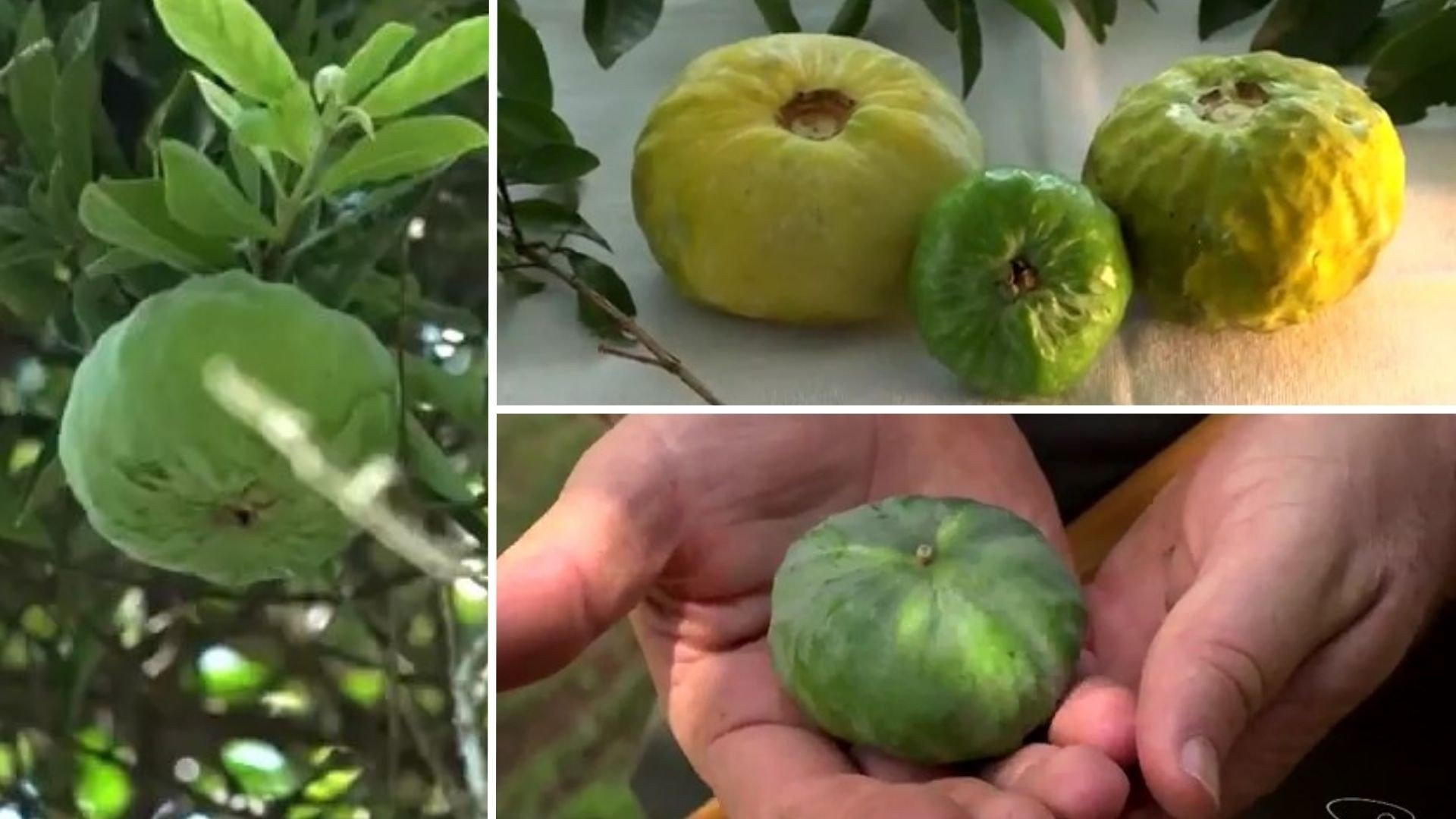 Gabiroba Gigante: A Fruta Rara da Mata Atlântica que Conquista pela Saúde e Sabor