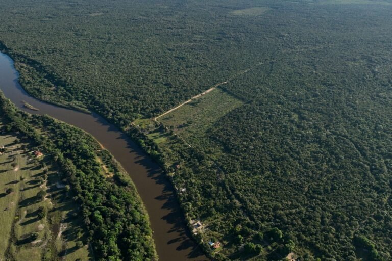 Análise revela dados sobre desmatamento na Amazônia em 2025