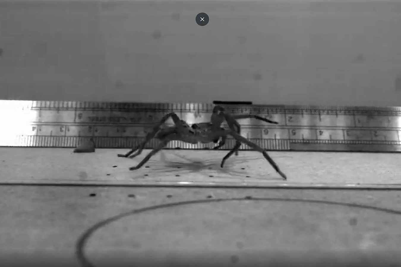 The world's fastest spider tops 3.5 metres per second