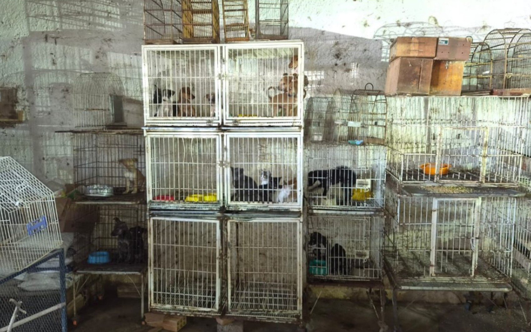 Mais de 20 animais são resgatados de pet shop em Goiânia após denúncia de maus-tratos