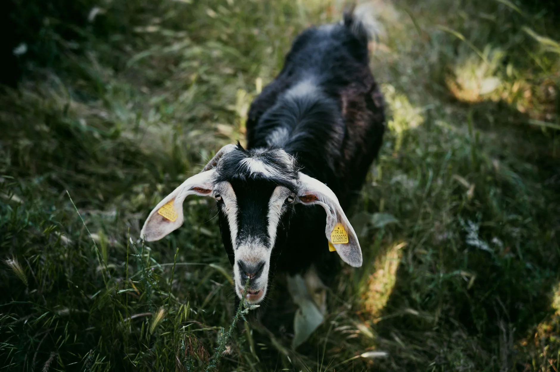Descubra as Curiosidades do Agro nas Seleções da Copa do Mundo
