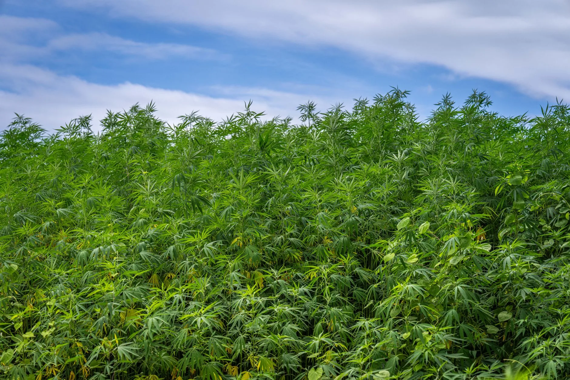 Polícia Civil descobre plantação de maconha com toneladas da droga no Ceará