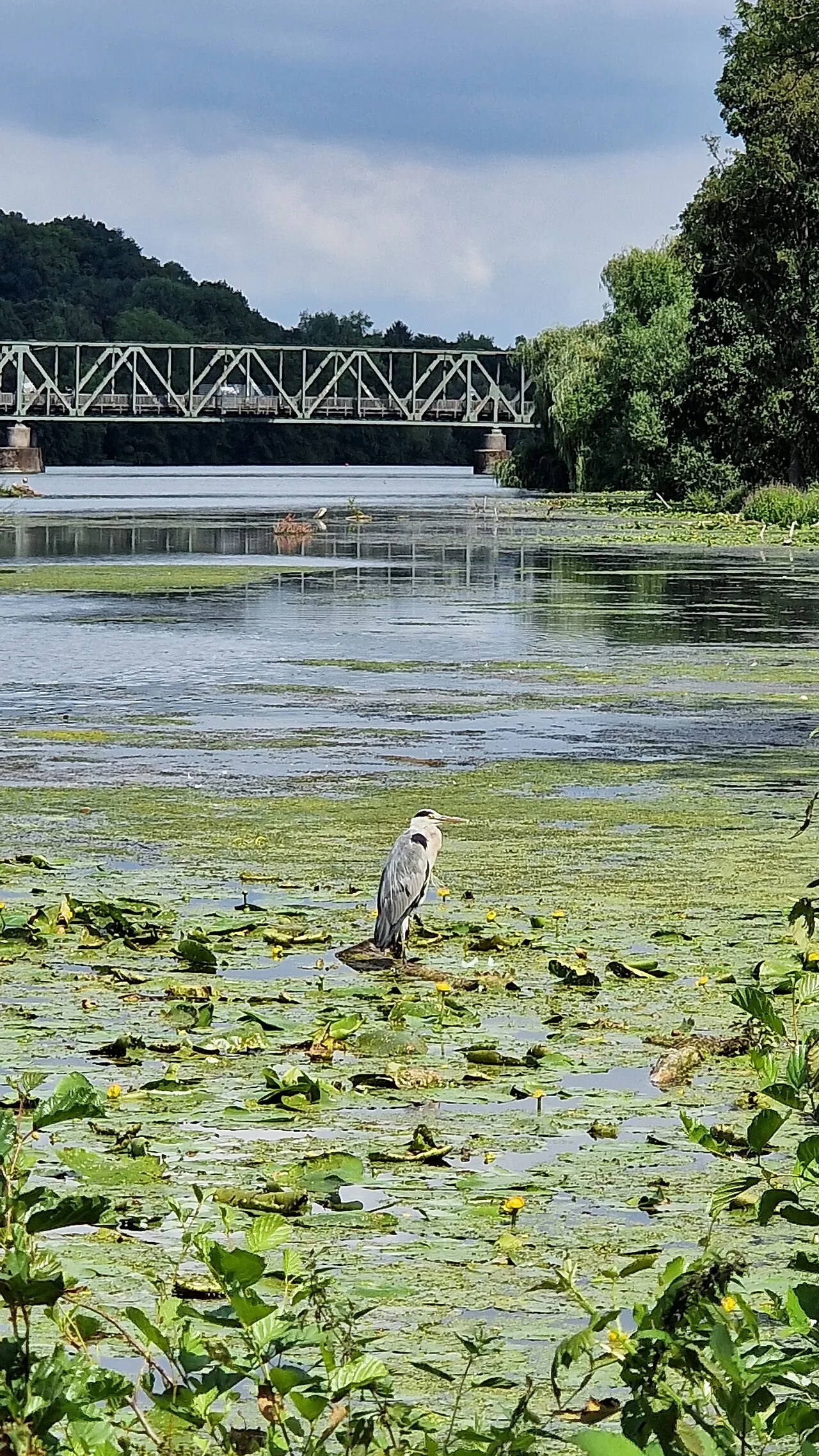 Ponte terrestre em San Antonio promove a convivência entre fauna e humanos