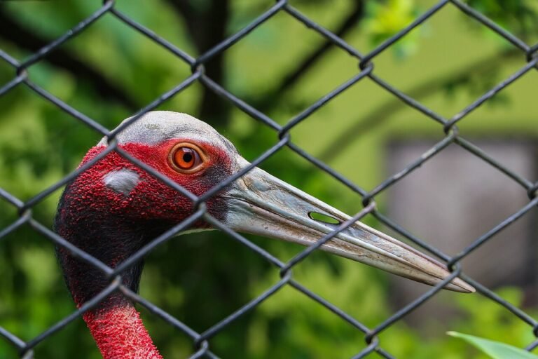 Zoo Central do Nepal é questionado sobre resposta ao surto de gripe aviária