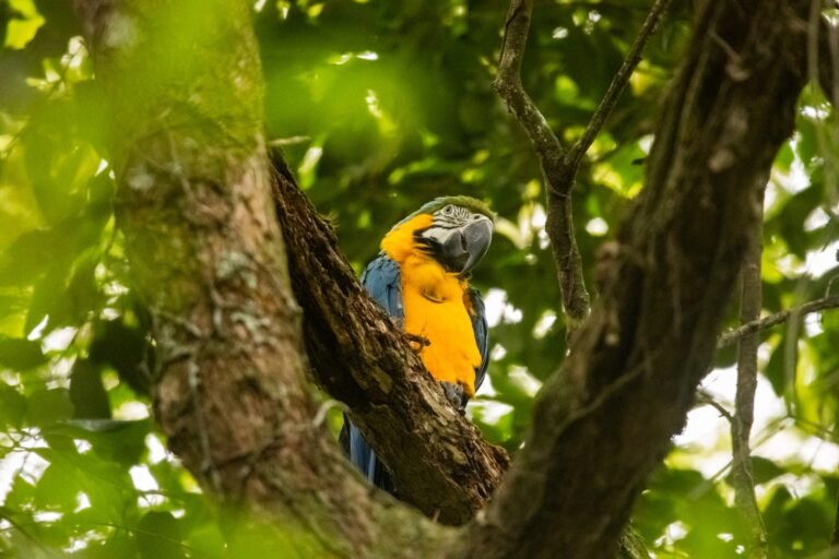 Rewilding Rio: Conservacionistas reintroduzem fauna em florestas do Rio de Janeiro