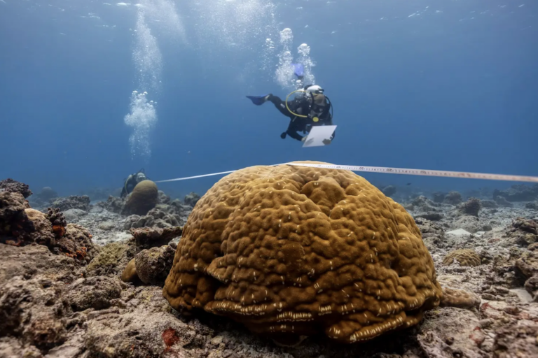 Um terço dos recifes de coral pode resistir às mudanças climáticas, sugere estudo