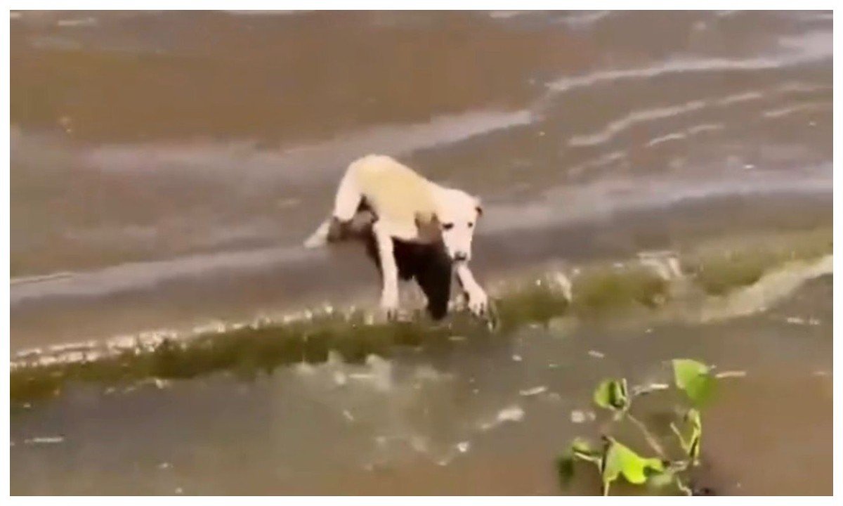 Cachorrinha é resgatada por tripulantes de barco no Rio Amazonas