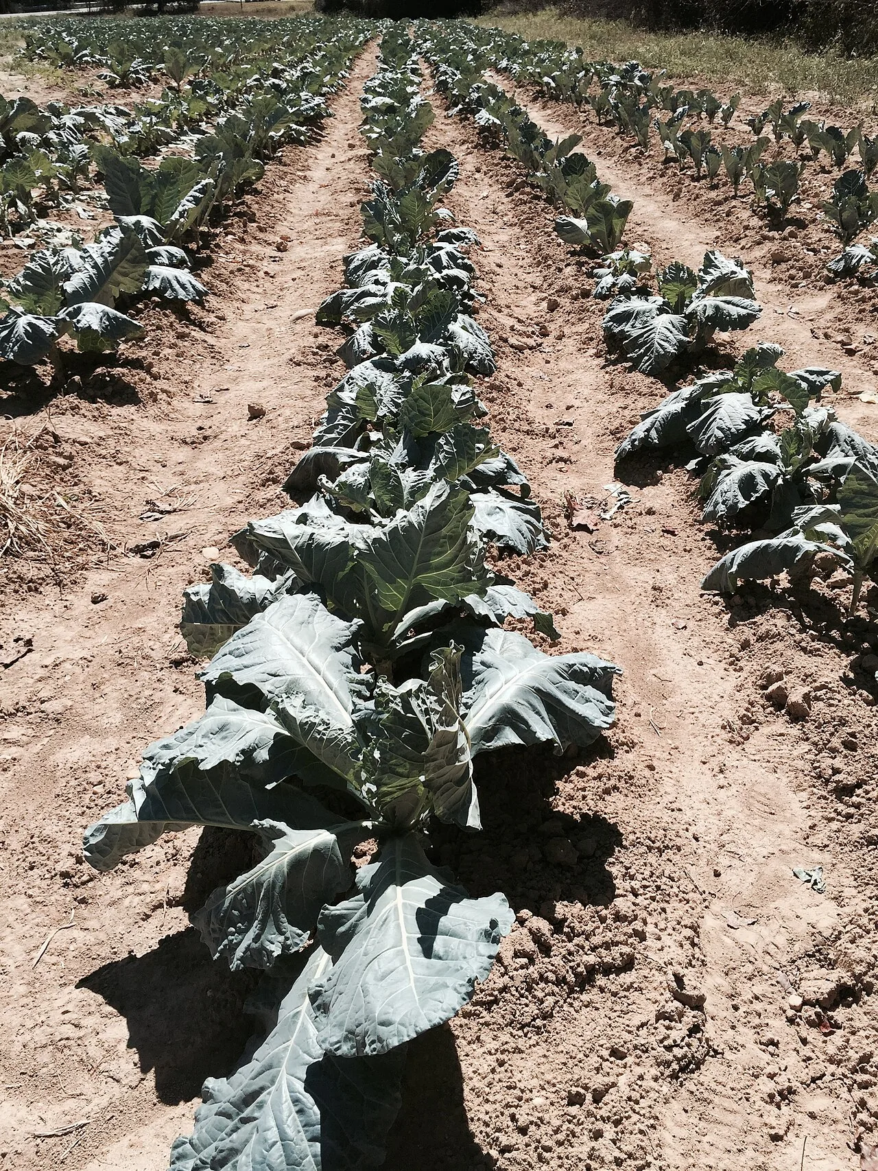 CMN atualiza preços de garantia do PGPAF para a Agricultura Familiar