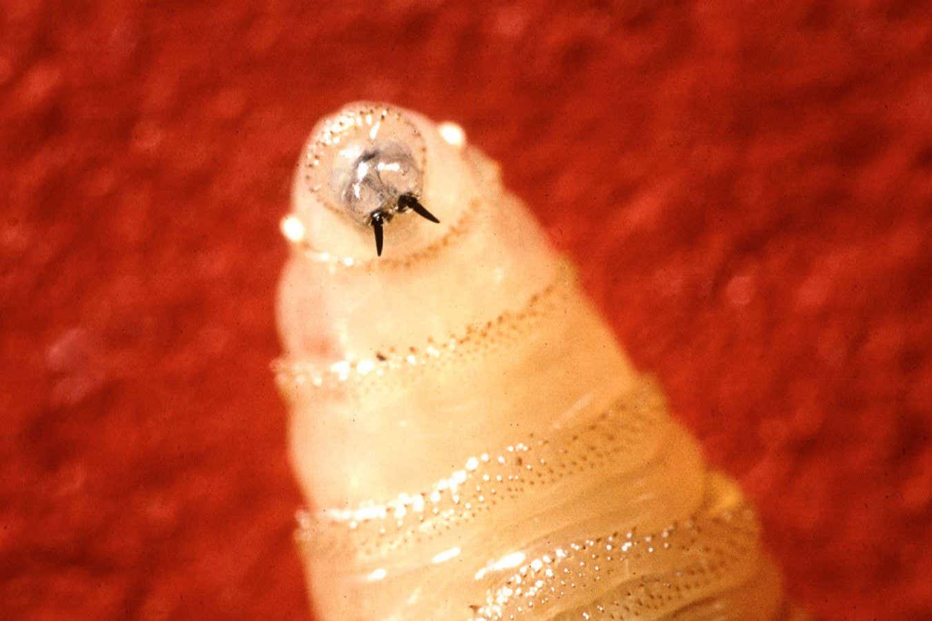 Mosca Screwworm Pode Ser a Primeira Espécie Alvo de 'Extinção Direcionada'