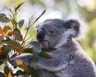 Governo australiano aprova criação de parque para proteger 12 mil coalas com polêmica sobre créditos de carbono