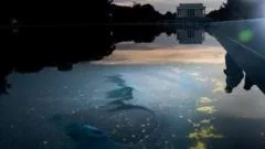 Liner do Espelho d'Água em Washington é Cortado, Diz Serviço Nacional de Parques