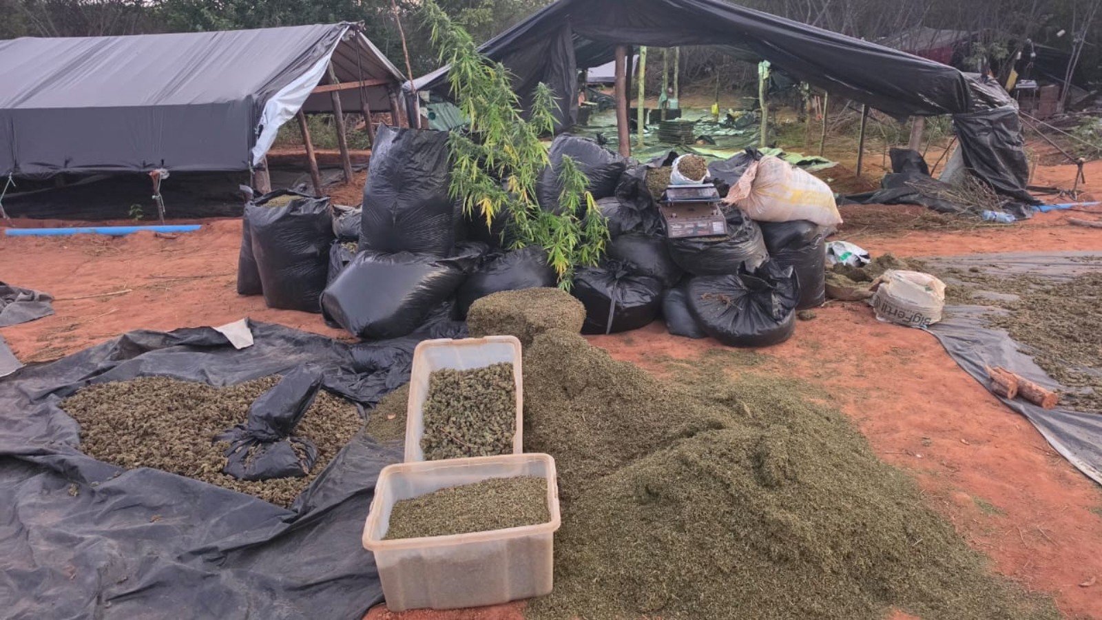 Polícia Civil descobre plantação de maconha com toneladas da droga no Ceará