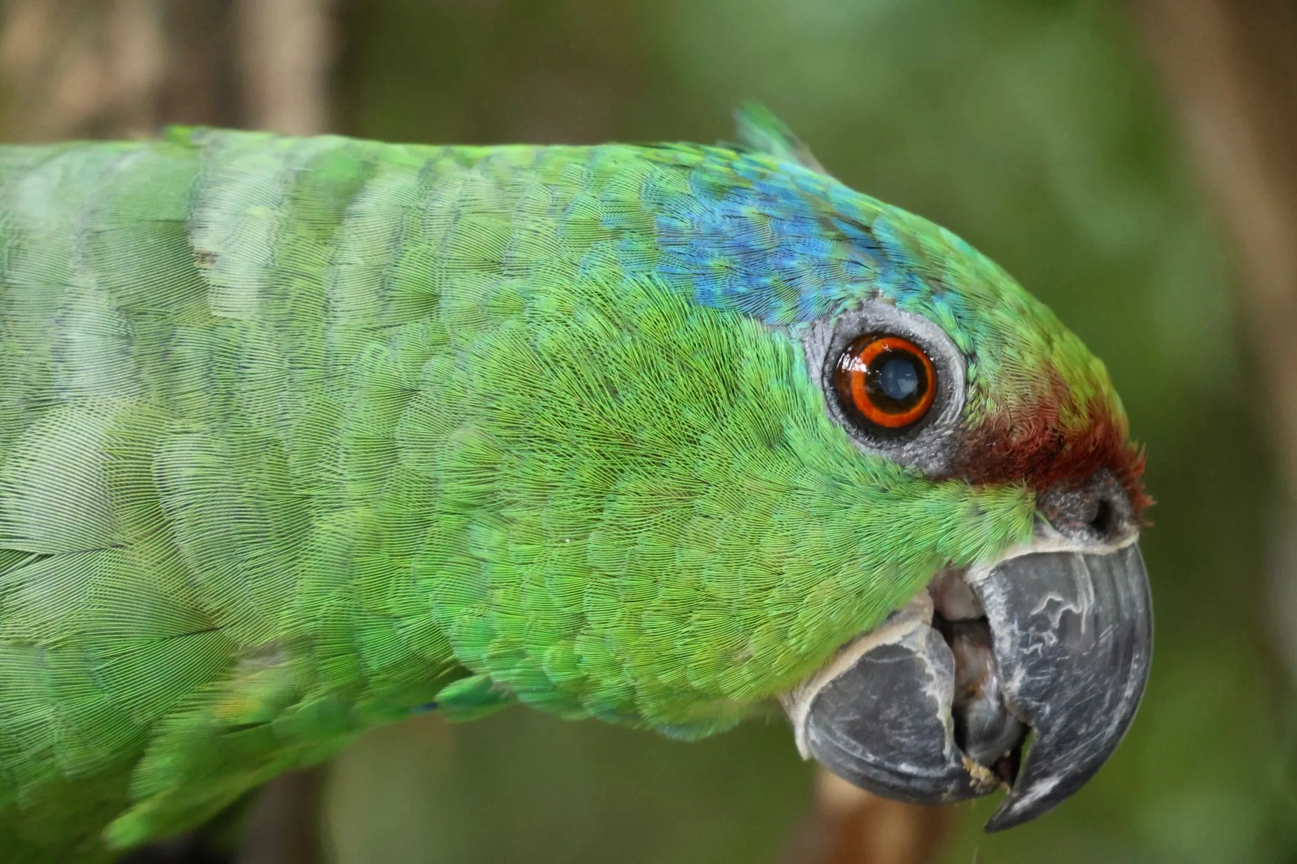 Volta Redonda enfrenta o Amazonas, que foi um desafio em 2023