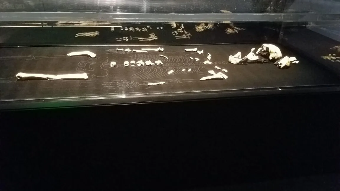Todos os fósseis de Homo naledi encontrados são femininos e suas implicações são intrigantes