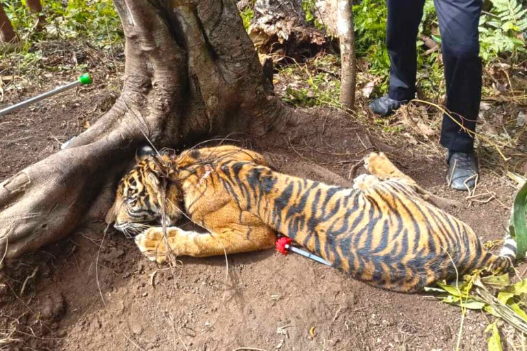 Autoridades de Sumatra Intensificam Combate a Armadilhas Após Resgate de Tigre