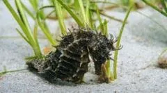 Boias especiais sinalizam habitats de gramíneas marinhas em Looe Bay