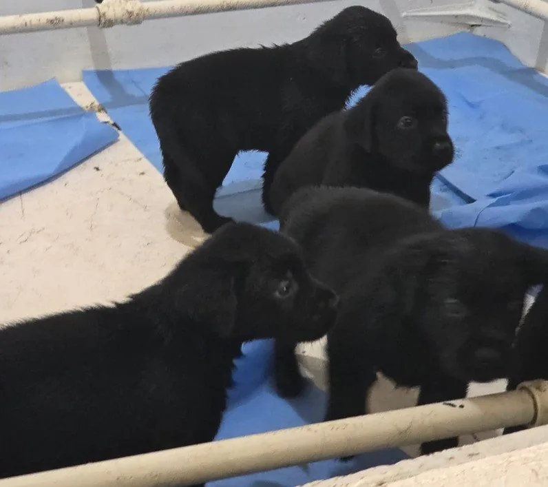 Polícia Militar do RJ inicia treinamento de 20 filhotes de cães no Batalhão de Ações com Cães