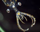 Expedição marinha no Brasil descobre 31 novas espécies em duas semanas