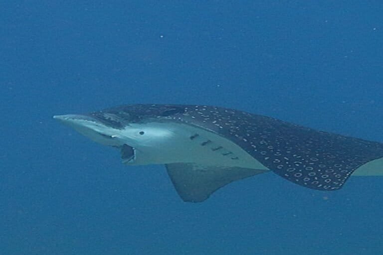 Inteligência Artificial decifra dieta de animais marinhos a partir de sons de mastigação