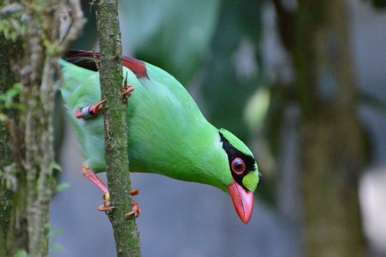 Magpie verde de Java recebe plano de conservação em meio à extinção iminente