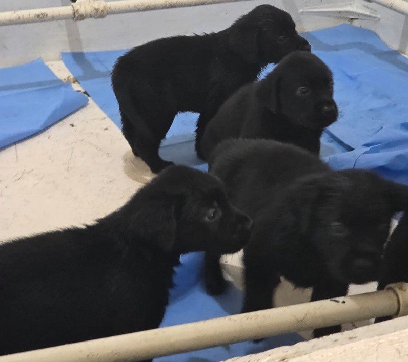 Polícia Militar do RJ inicia treinamento de 20 filhotes de cães no Batalhão de Ações com Cães