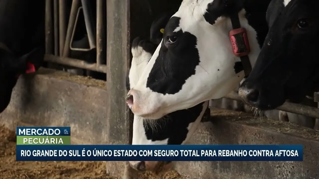 Rio Grande do Sul implementa seguro total para rebanho bovino contra febre aftosa