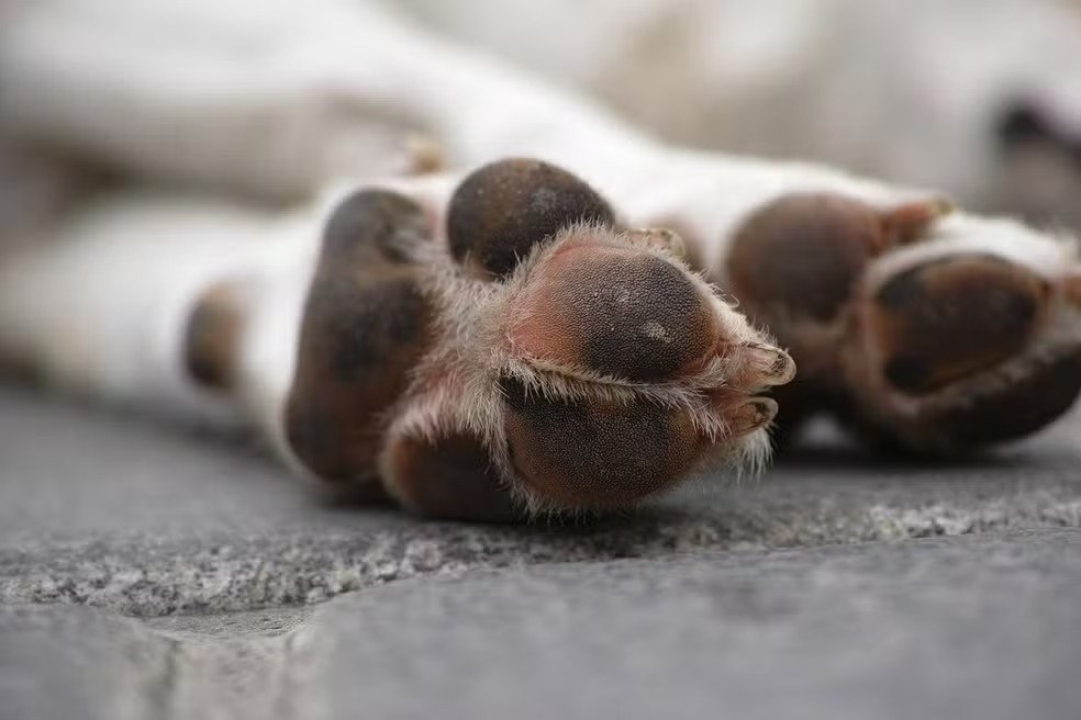 Teixeira, na Paraíba, investiga mais de 100 mortes de animais por envenenamento