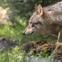 Why some wolves react more strongly to trespassers: Breeders may hold key to scent-based barriers