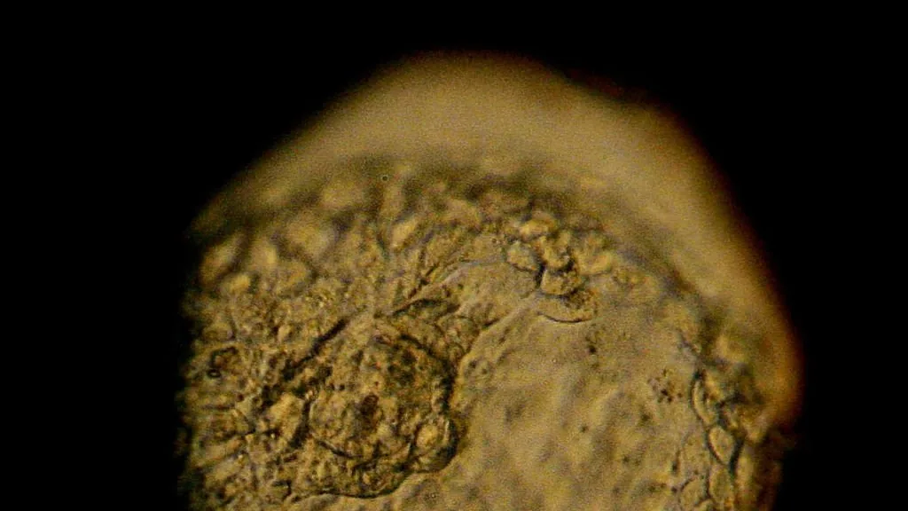 Avanços em ferramentas CRISPR aprimoram precisão na edição de embriões, mas levantam dilemas éticos