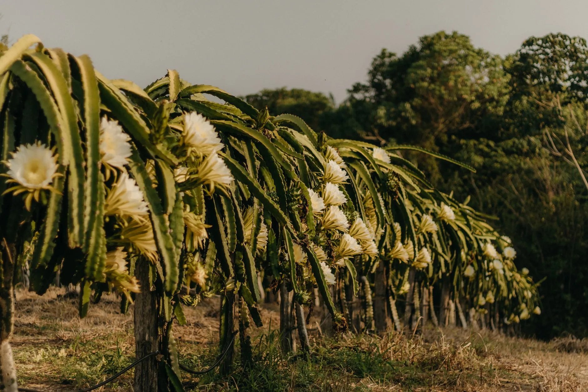 Irrigação transforma Vão do Paranã em polo de fruticultura em Goiás