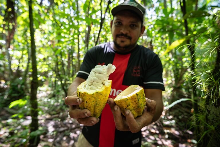 Cacau das várzeas amazônicas: uma alternativa sustentável e resiliente às mudanças climáticas