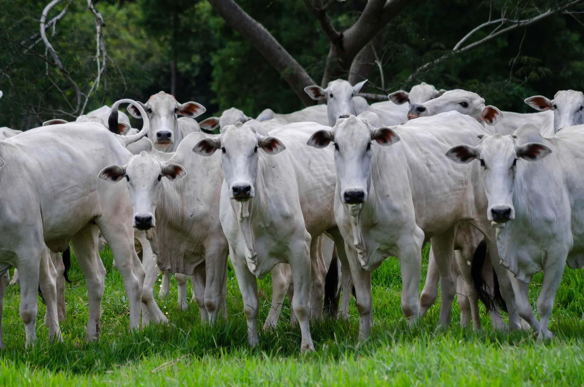 Brasil estabelece protocolo para retomar exportações de carne bovina à União Europeia