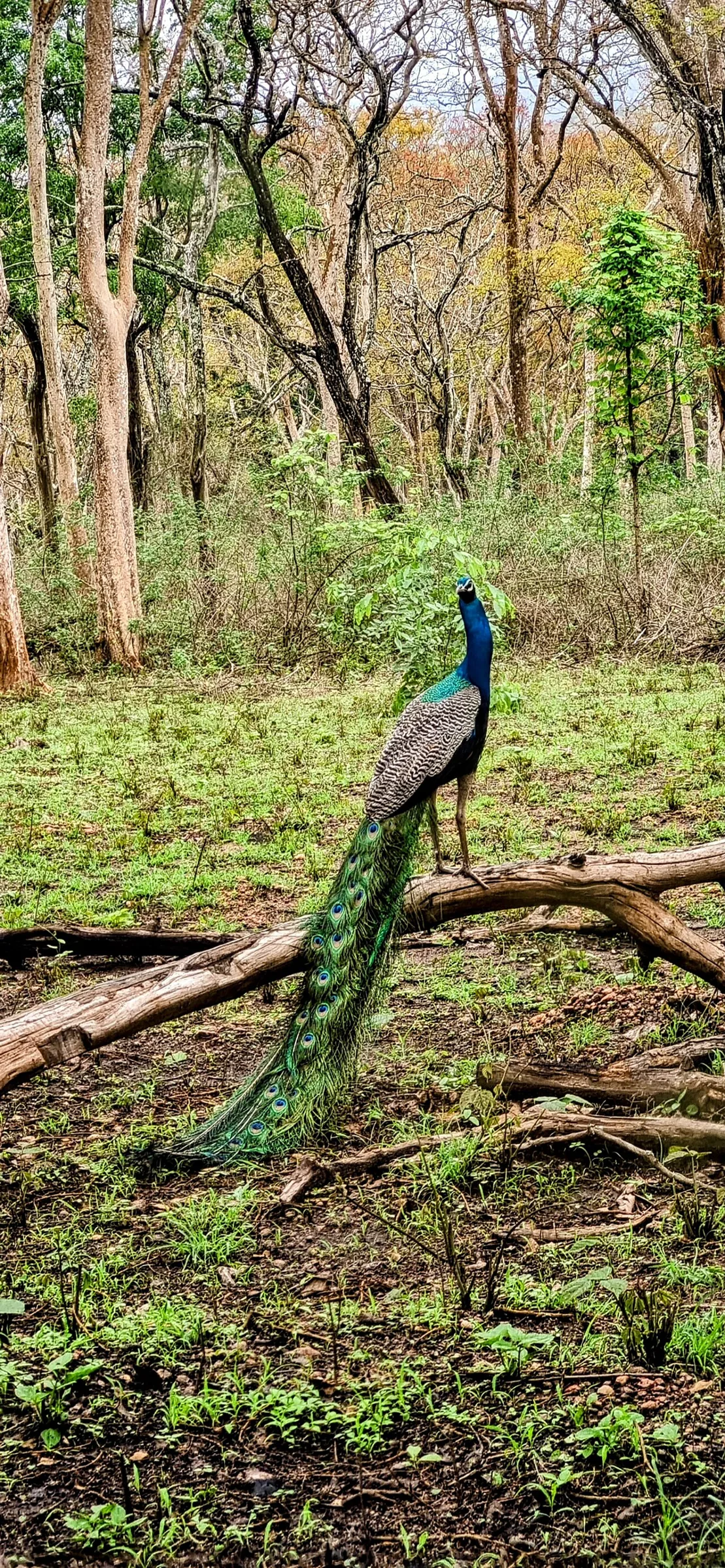 Bangladesh prepara reintrodução de pavões ao habitat natural após extinção