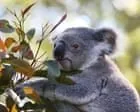 Governo australiano aprova criação de parque para proteger 12 mil coalas com polêmica sobre créditos de carbono