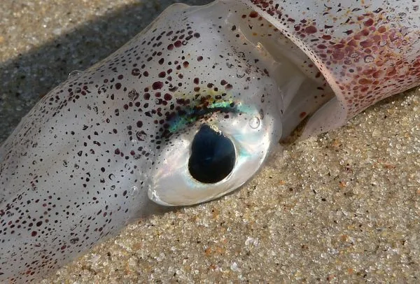 Pescadores de Mida Creek enfrentam mudanças no oceano com esperança