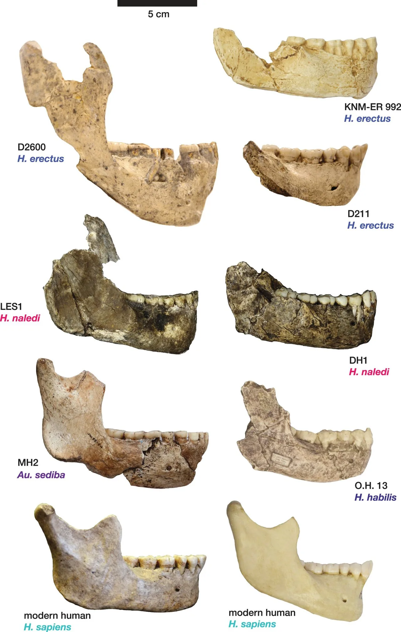 Todos os fósseis de Homo naledi encontrados são femininos e suas implicações são intrigantes