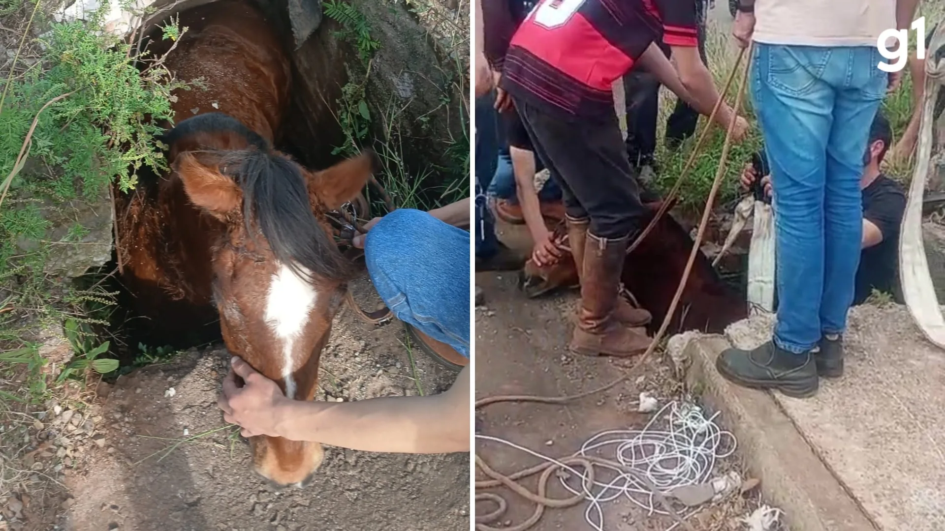 Cavalo fica preso em bueiro em Passo Fundo, RS