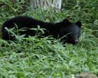 Autoridades japonesas buscam urso que invadiu casa de casal idoso