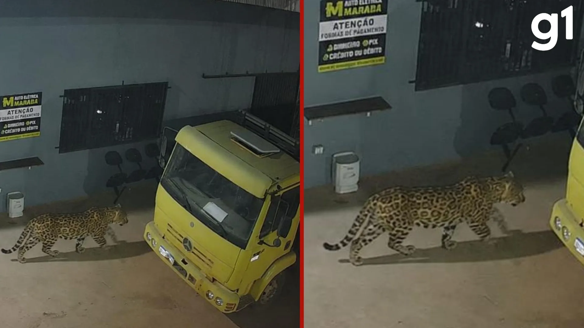 Empresário utiliza IA para criar imagem de onça-pintada em MT