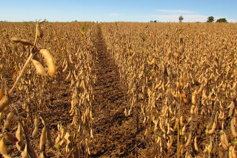 Banco do Brasil anuncia R$ 25 bilhões para agronegócio em Goiás