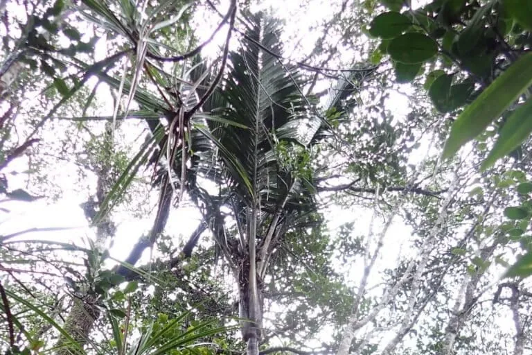 Palmeira rara é redescoberta em Madagascar após quase 100 anos